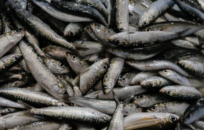 Pesca da sardinha reabre na segunda-feira