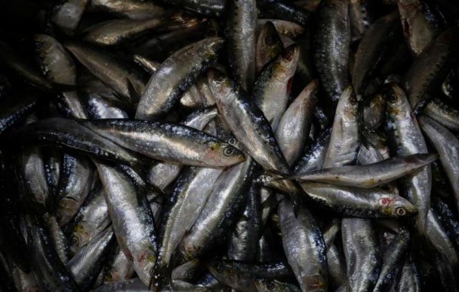 Pesca da sardinha reabriu hoje com limite anual de captura de 29.400 toneladas