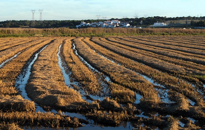 Produtores de arroz do Vale do Sado com perdas de 20%