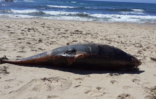Golfinho encontrado morto em praia de Vila Nova de Milfontes
