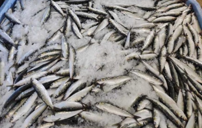 Unidade de Controlo Costeiro fiscaliza lotas e mercados para garantir condições do pescado