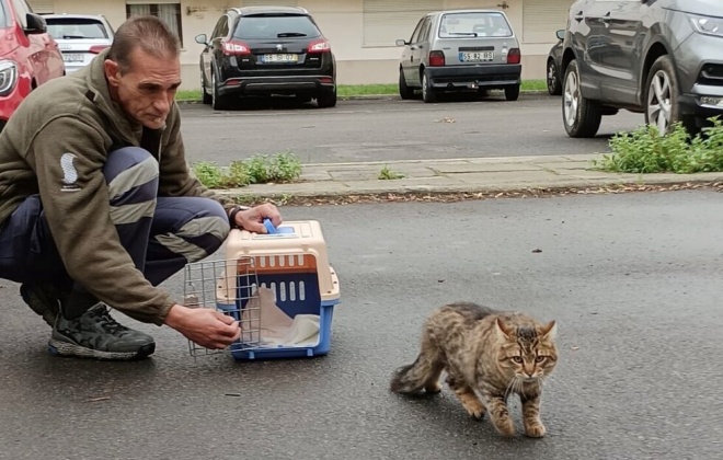 Município de Sines interveio em 16 colónia de gatos em 2022