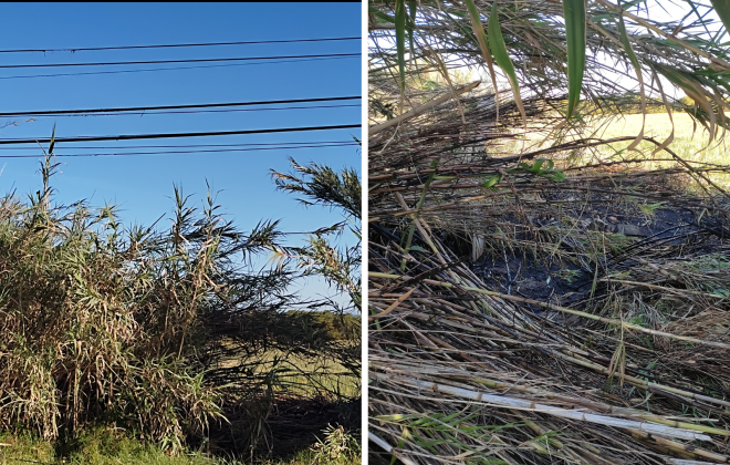 Incêndio em canavial queima cabo de comunicações em Sines
