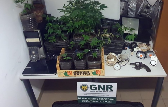 Homem foi detido por posse de armas proibidas e cultivo de cannabis em Cercal do Alentejo