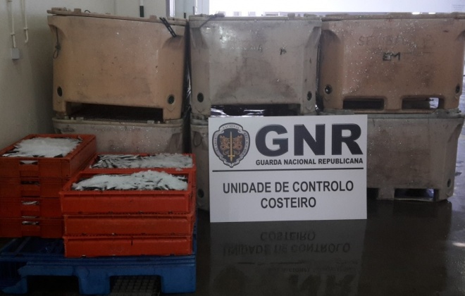 Apreendidas mais de 20 toneladas de pescado no Parque Natural do Sudoeste Alentejano