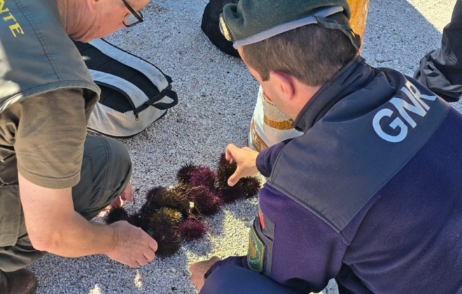 ICNF, GNR e Polícia Marítima fiscalizam pesca lúdica e profissional no Sudoeste Alentejano e Costa Vicentina