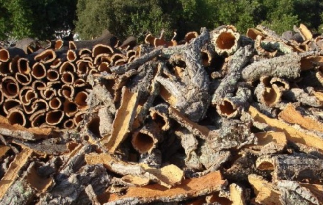 Associação de Produtores Florestais do Vale do Sado alerta para furtos de cortiça no Litoral Alentejano