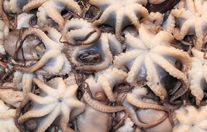 Pesca do Polvo interdita um mês entre setembro e outubro na área da Capitania de Sines