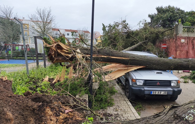 Queda de árvores provoca danos em sete viaturas na cidade de Santiago do Cacém (com áudio)