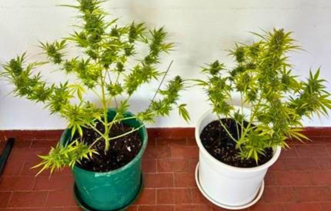GNR deteve um homem em Sines por cultivo de canábis