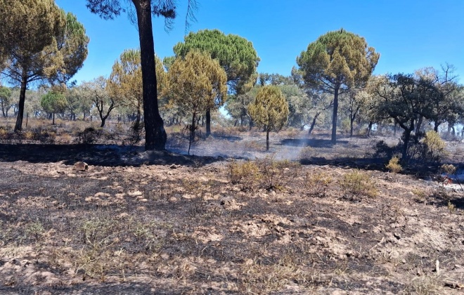 Portugal continental em situação de alerta devido ao risco extremo de incêndio